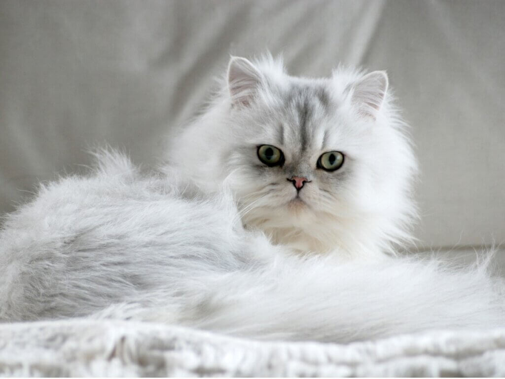 Gato Persa Silver Shaded