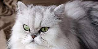 Tudo Sobre O Gato Persa: Características, Nome Cientifico e Fotos