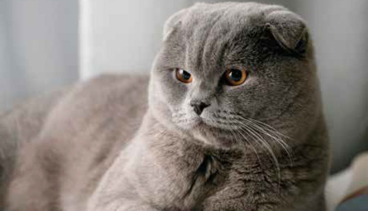 Gato Scottish Fold 