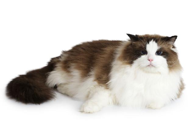 Gato da Raça Ragdoll