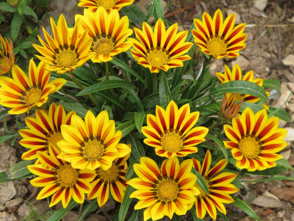 Gazania Amarela