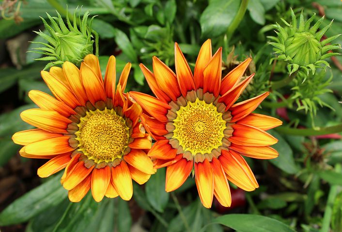 Gazania Laranja 