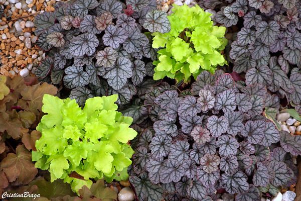 Heuchera 