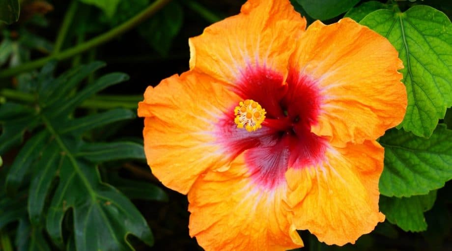 Hibiscus Laranja 