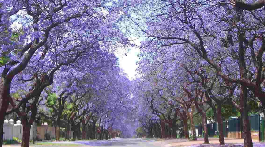 Ipê Roxo Ornamental 