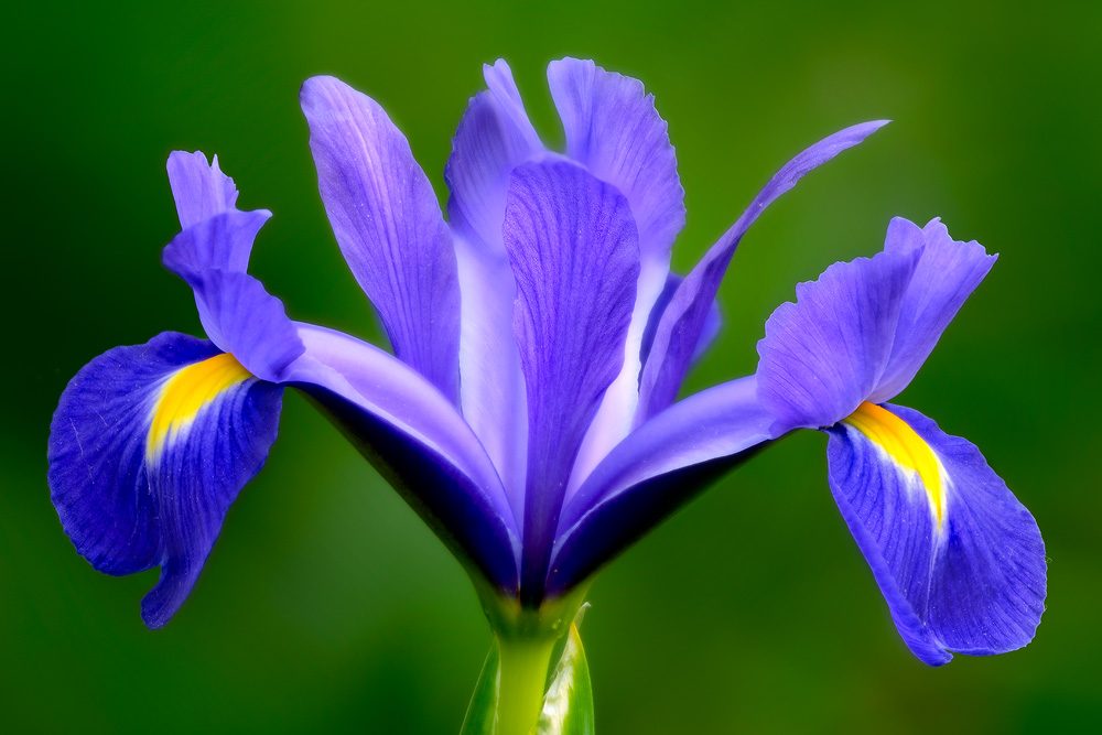 Íris Flor