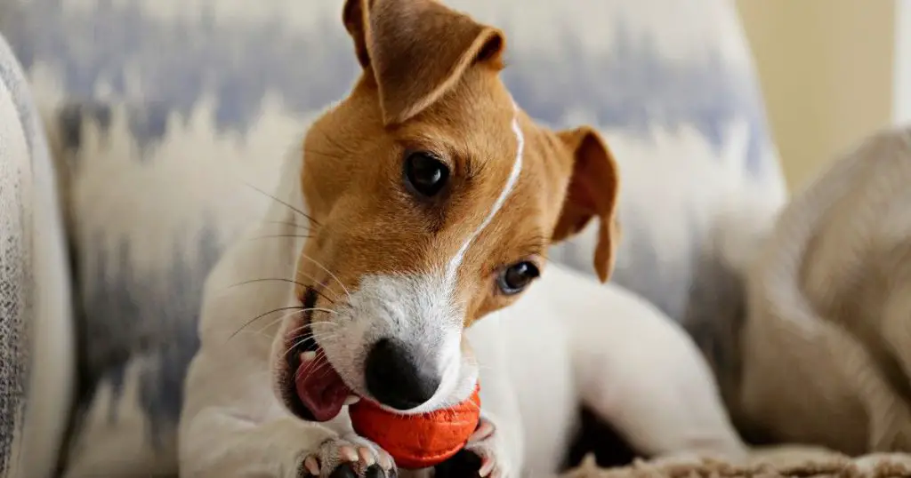 Jack Russell Terrier Brincando com Bolinha 