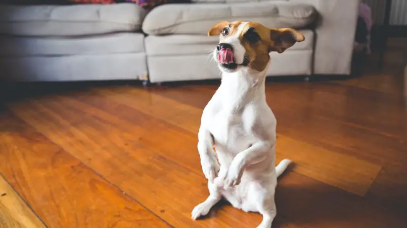 Jack Russell Terrier Dando a Patinha 