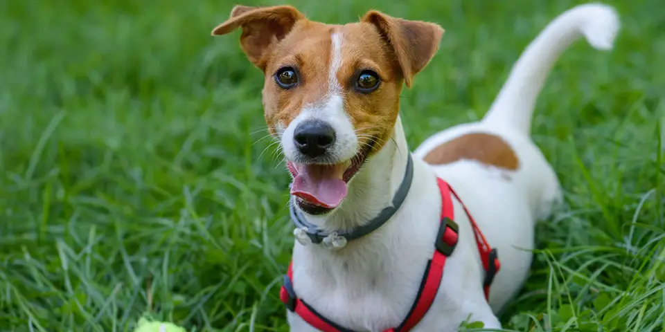Jack Russell Terrier Sorrindo Para Foto 
