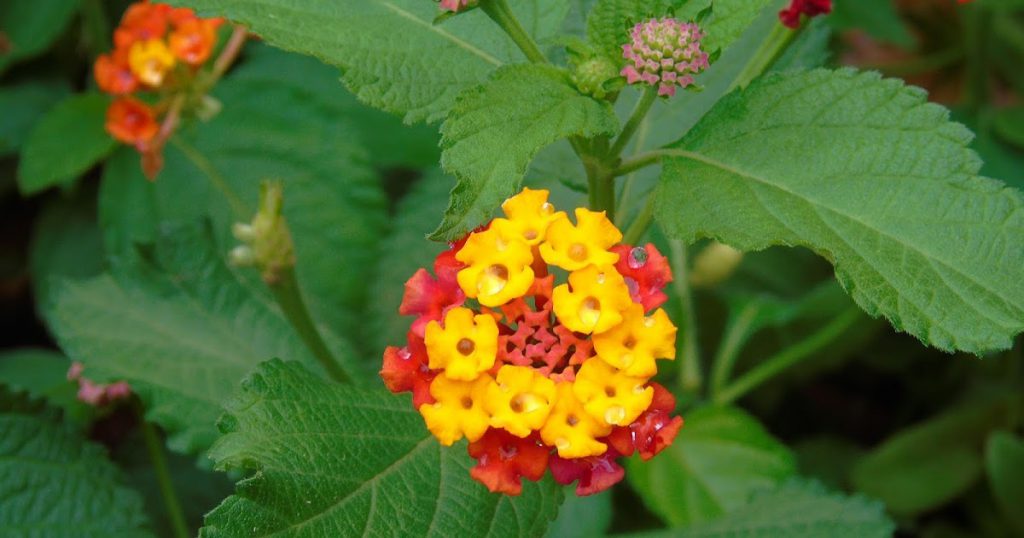 Lantana na Natureza 