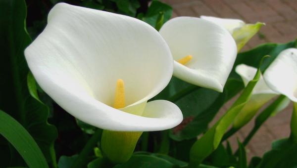 Lírio Calla