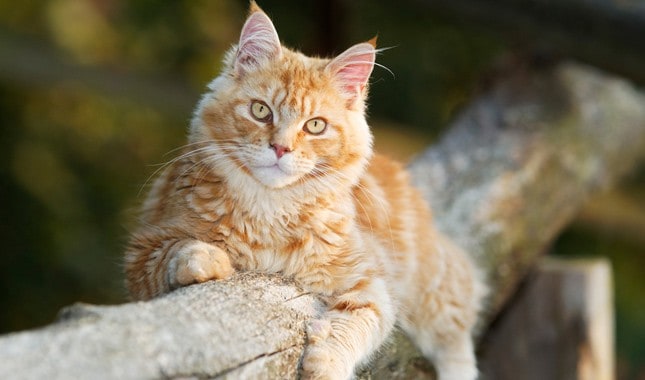 Maine Coon Dourado 