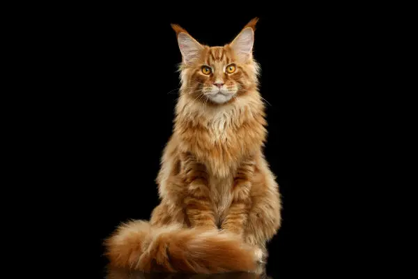 Maine-Coon 