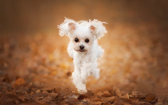 Maltipoo Correndo
