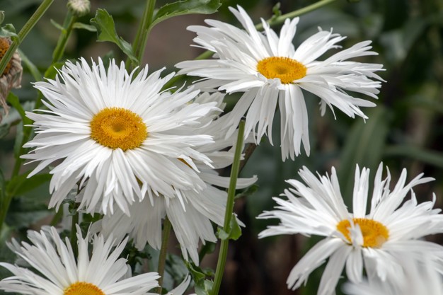 Margarida Shasta 