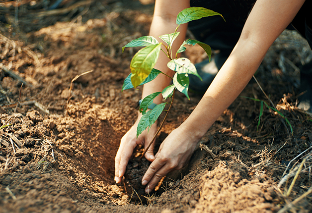 Planta e Planeta 