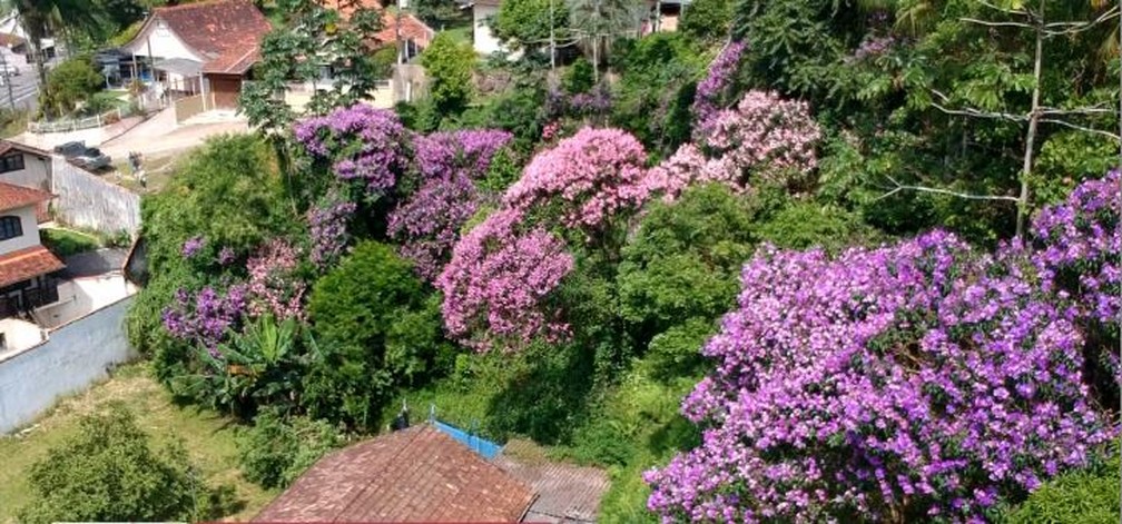 Quaresmeira Coloridas 