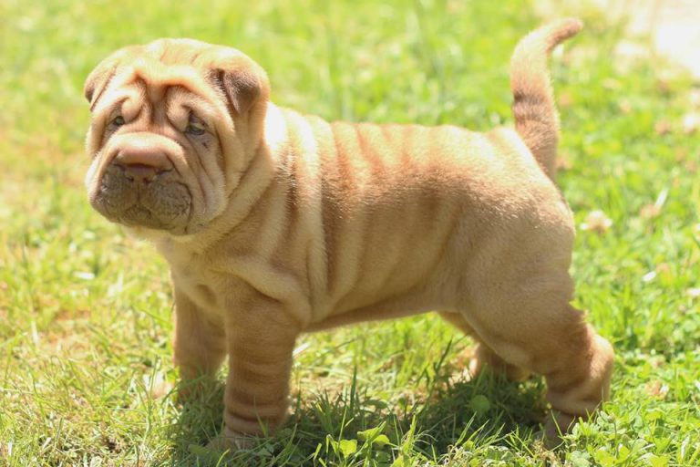 Shar Pei Filhote