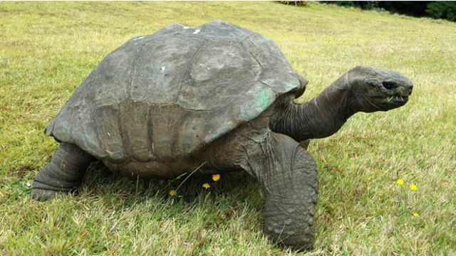 Tartaruga na Grama