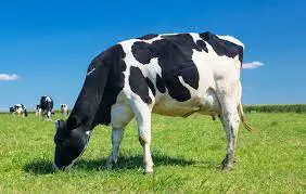Vaca Pastando 