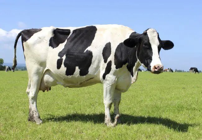 Vaca no Pasto 