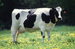 Vaca no Pasto