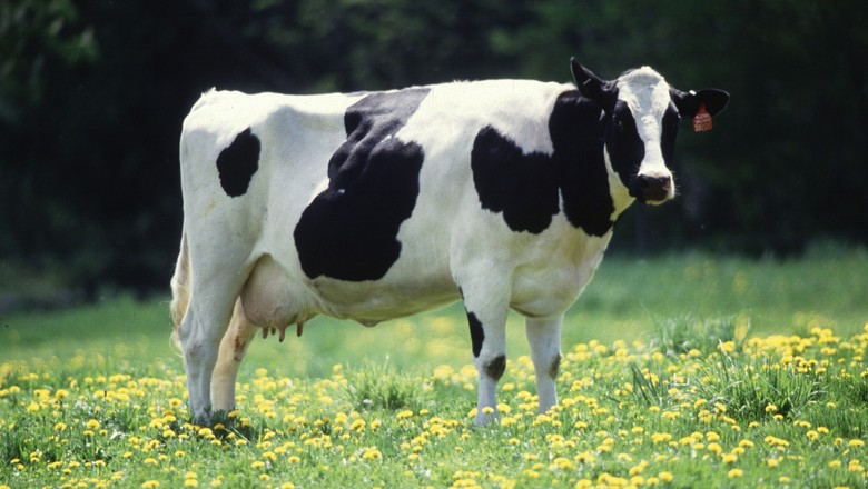 Vaca no Pasto 