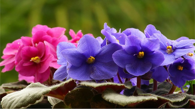Violetas
