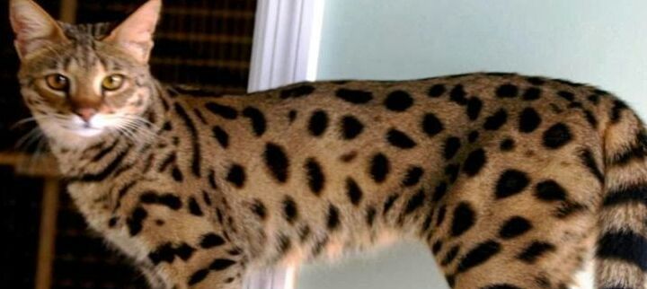 Gato Ashera