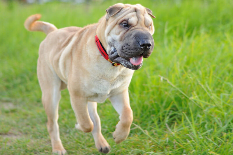 Shar Pei Adulto