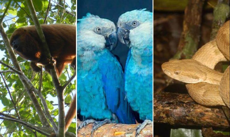 Animais em Extinção