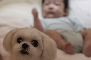 Bebê e Cachorro