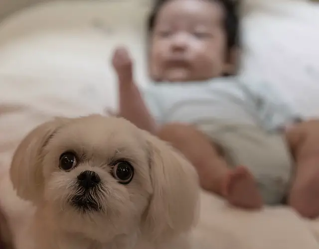 Bebê e Cachorro 