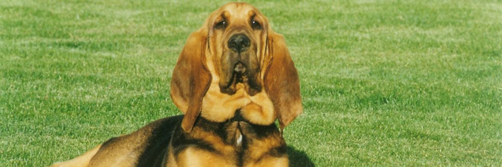 Bloodhound 