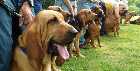 Bloodhound 