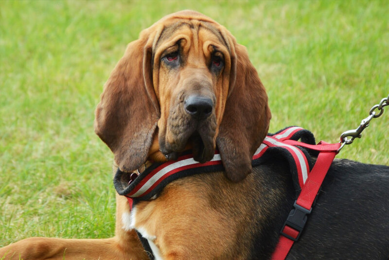 Bloodhound 