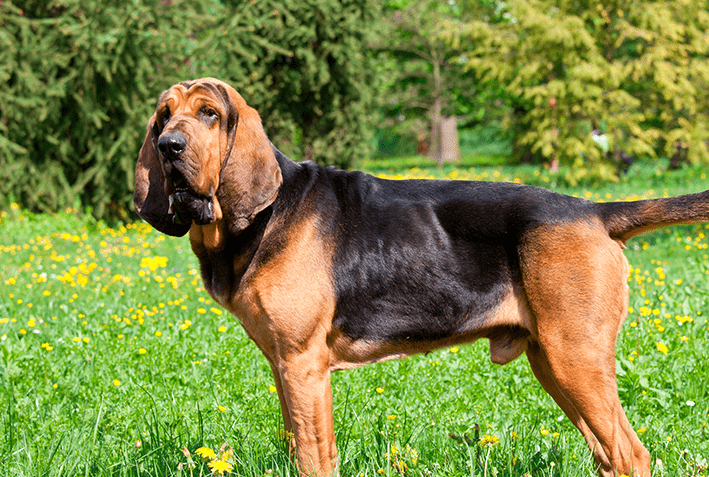 Bloodhound 