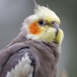 Calopsita