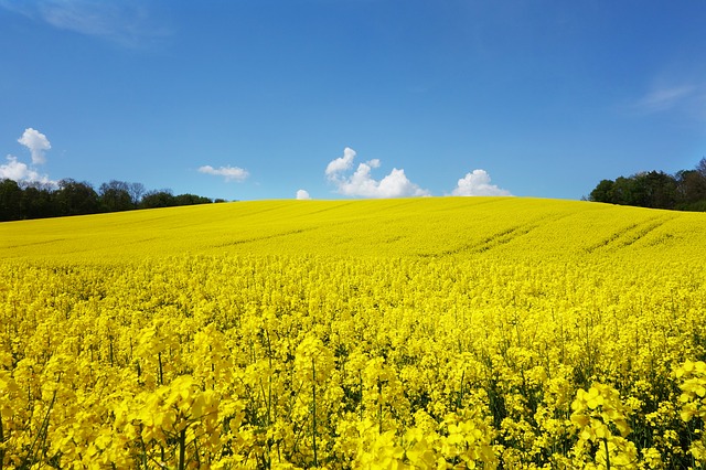 Campos de Flores Amarelas 