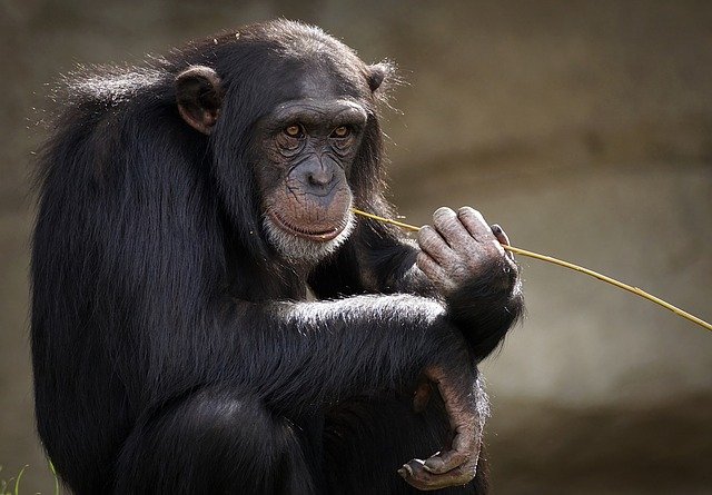 Chimpanzé 
