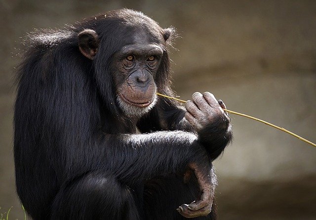Chimpanzé
