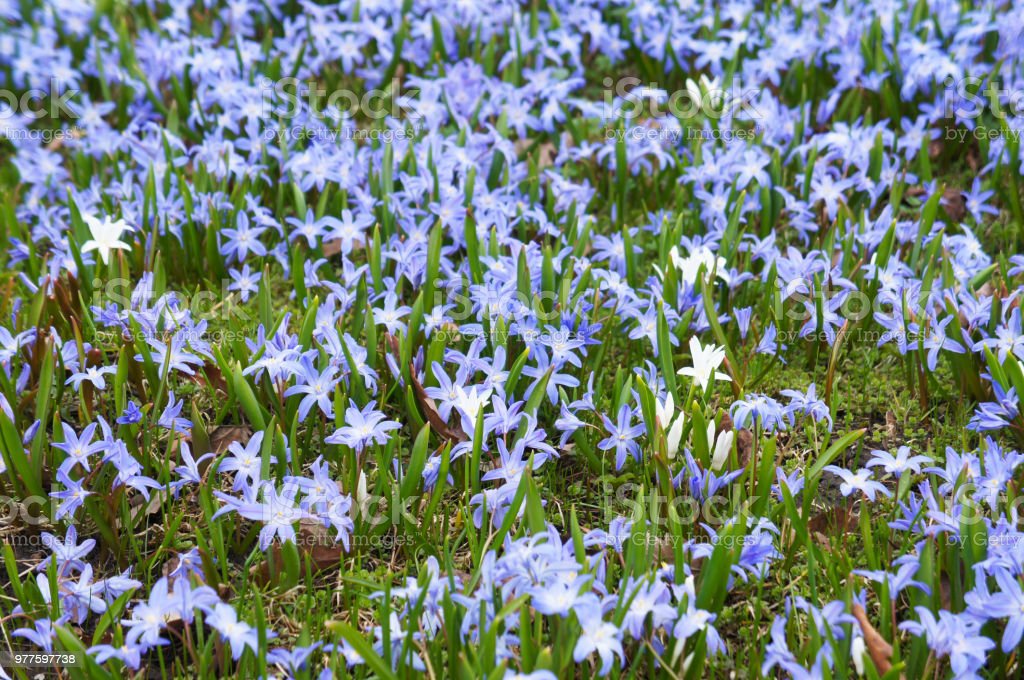 Chionodoxa luciliae 