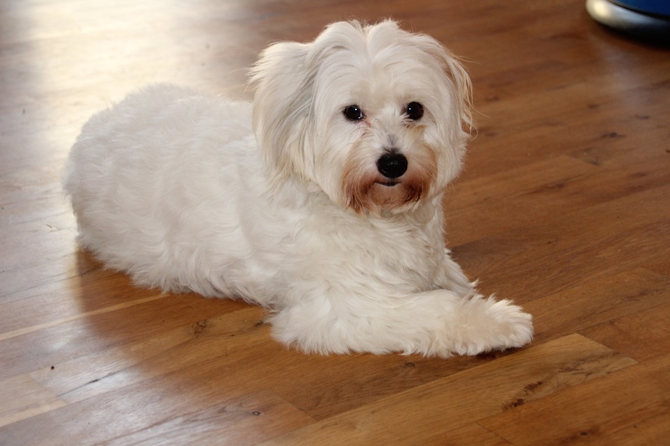 Coton de Tuléar