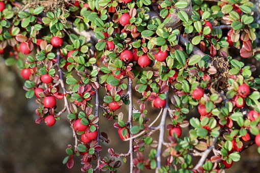 Cotoneaster-Horizontalis