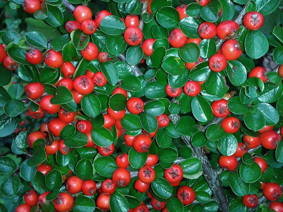 Tudo Sobre a Cotoneaster Horizontalis: Características e Nome Cientifico