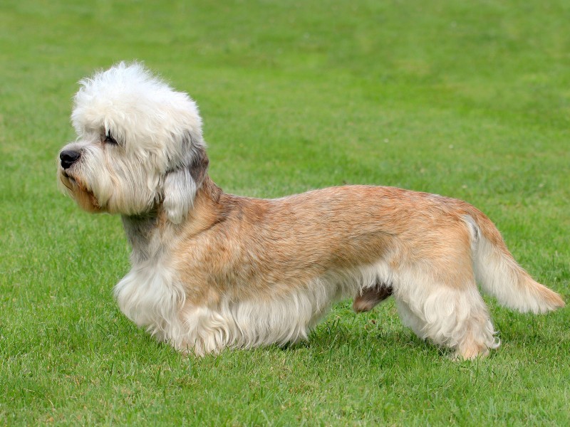 História do Dandie Dinmont Terrier, Personalidade e Origem da Raça