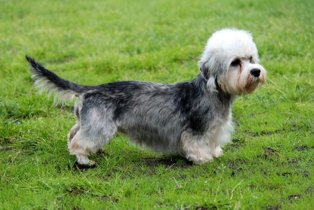 Dandie Dinmont Terrier 