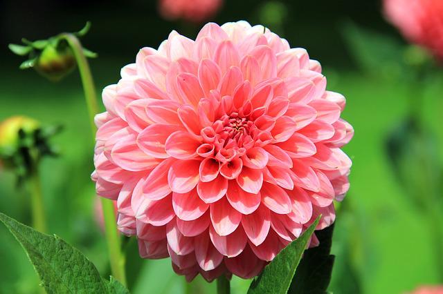 Dhalia