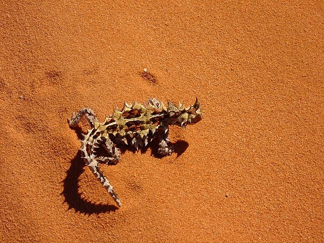 Diabo Espinhoso no Deserto 