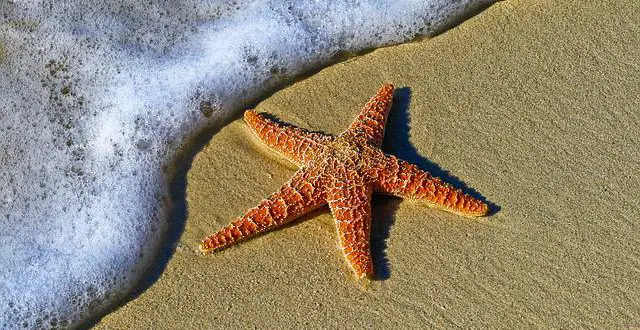 Tudo Sobre a Estrela-do-Mar: Características, Nome Cientifico e Fotos